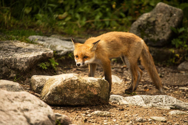istock young fox. wild animal photo 1166880367
