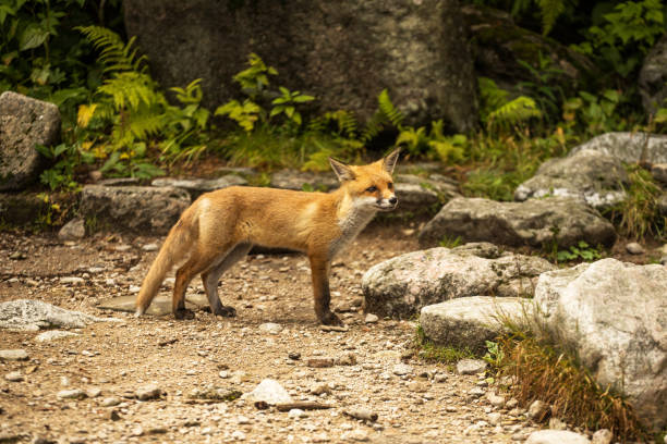istock young fox. wild animal photo 1166880402
