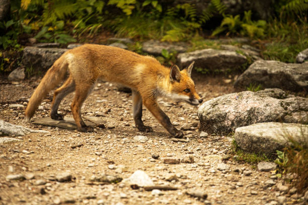 istock young fox. wild animal photo 1166880405