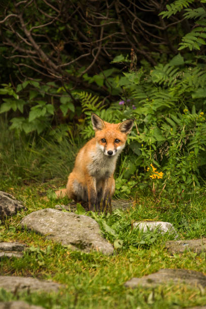 istock young fox. wild animal photo 1166880465