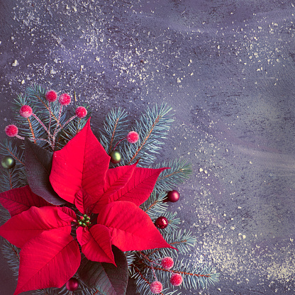 Christmas flower poinsettia and decorated fir tree twigs on dark textured background with snow, copy-space