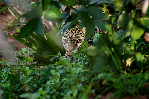 An African Leopard (Panthera pardus pardus) is hiding in a bush in the Savanna of East Africa. Location: Murchison Falls National Park, Uganda.