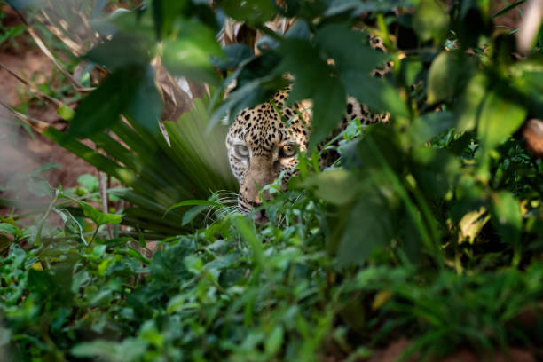 African leopard (Panthera pardus pardus) hiding in a bush An African Leopard (Panthera pardus pardus) is hiding in a bush in the Savanna of East Africa. Location: Murchison Falls National Park, Uganda. big cat photos stock pictures, royalty-free photos & images