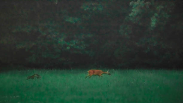 istock Fawns and mother foraging in meadow in twilight. 1166891621