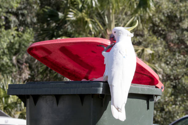 schwefelkamkadus - cockatoo stock-fotos und bilder