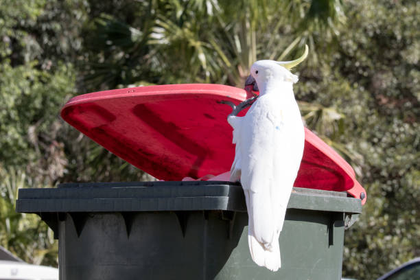 Sulphur-crested Cockatoo Sulphur-crested Cockatoo lifting garbage bin lid sulphur crested cockatoo photos stock pictures, royalty-free photos & images