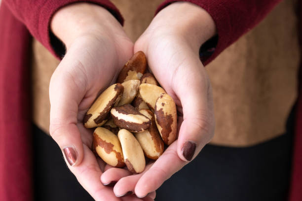 close up of girl hand with painted nails holding brazil nuts (bertholletia excelsa) on white background. brazil nuts are protein, carbohydrate, and fat, very nutritious and healthy food. - food vegan food gourmet vegetarian food imagens e fotografias de stock