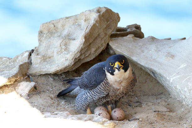 sokół wędrowny - peregrine falcon zdjęcia i obrazy z banku zdjęć