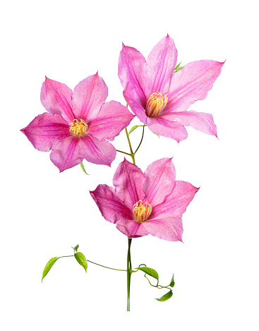 Blooming clematis pink isolate on white