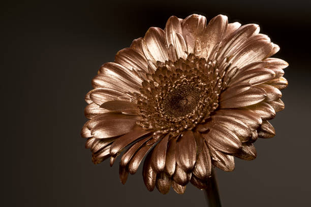 istock gerbera flower gold paint metallic paint 1166893048