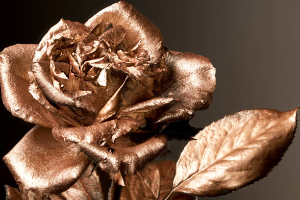 istock golden rose flower, metallic paint shiny reflective light 1166893059