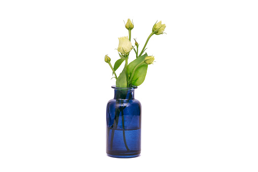 Beautiful white eustoma flowers in blue vase isolated on white background. Copy space.