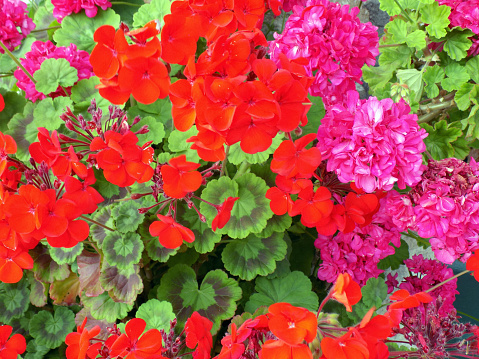Bunch of red and pink Geraniums as a background
