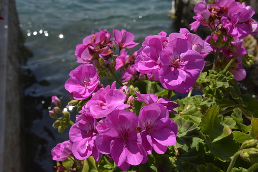 Beautiful pink Geraniums with a water surface in the background
