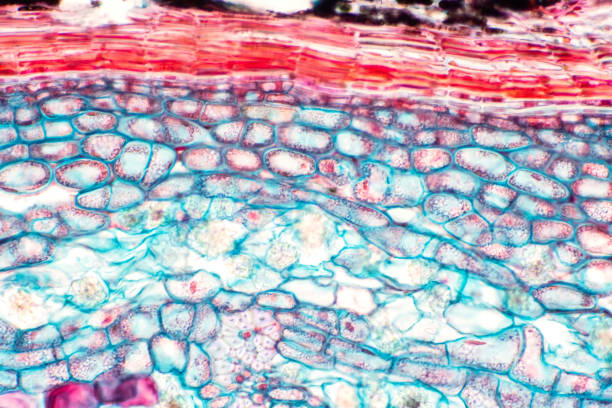 istock Cross sections of plant stem under microscope view show Structure of Collenchyma Cells for education botany. 1166896330