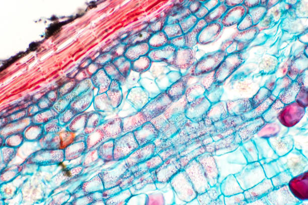 istock Cross sections of plant stem under microscope view show Structure of Collenchyma Cells for education botany. 1166896333