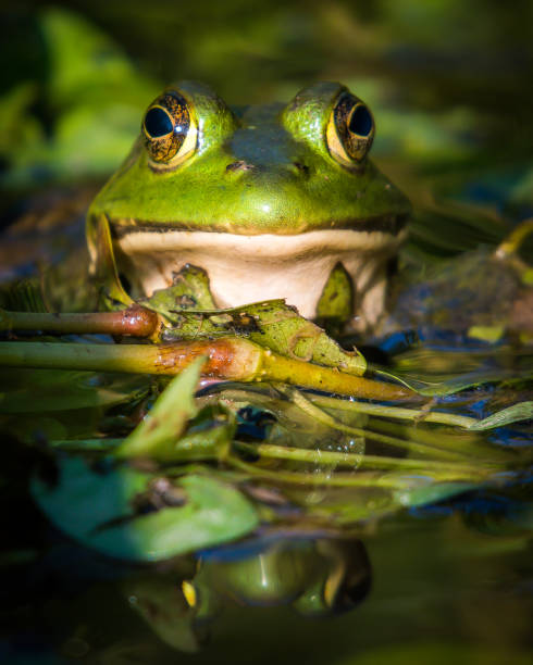 istock Bullfrog Bull frog in the pond 1166896434