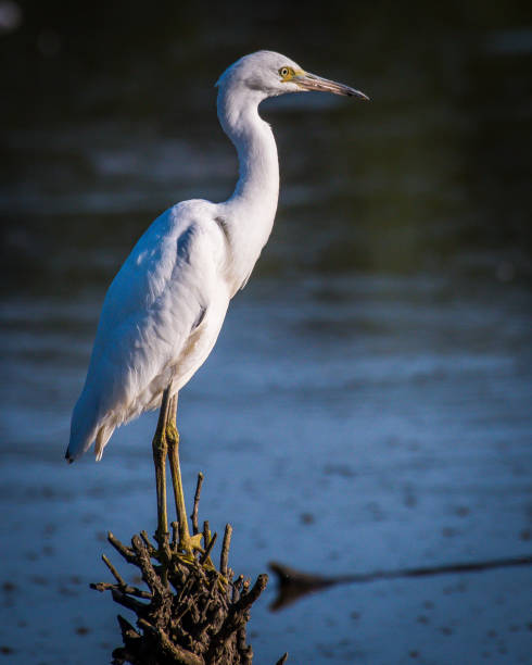 istock Little Blue Heron at Huntley Meadows Park 1166896490