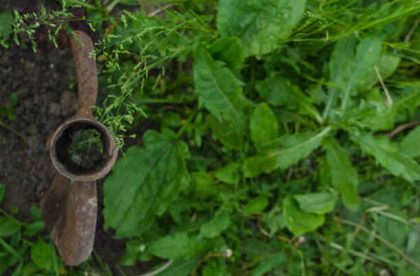 Rusty iron grass forks to decorate a flowerbed fence. An old vintage garden tool is stuck in the ground among green plants of the countryside. Design background with pitchfork. Copy space for text. Rusty iron grass forks to decorate a flowerbed fence. An old vintage garden tool is stuck in the ground among green plants of the countryside. Design background with pitchfork. Copy space for text antique pitchfork stock pictures, royalty-free photos & images
