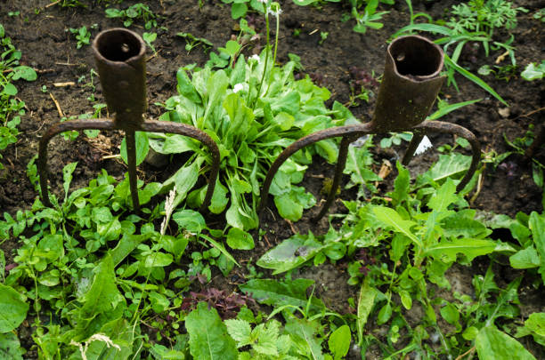 Rusty iron grass forks to decorate a flowerbed fence. An old vintage garden tool is stuck in the ground among green plants of the countryside. Design background with pitchfork. Copy space for text. Rusty iron grass forks to decorate a flowerbed fence. An old vintage garden tool is stuck in the ground among green plants of the countryside. Design background with pitchfork. Copy space for text antique pitchfork stock pictures, royalty-free photos & images