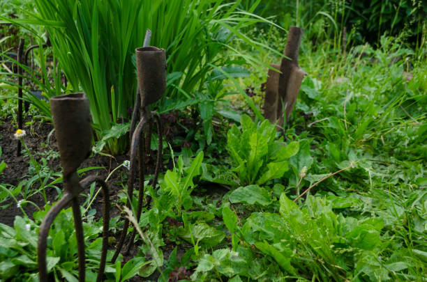 Rusty iron grass forks to decorate a flowerbed fence. An old vintage garden tool is stuck in the ground among green plants of the countryside. Design background with pitchfork. Copy space for text. Rusty iron grass forks to decorate a flowerbed fence. An old vintage garden tool is stuck in the ground among green plants of the countryside. Design background with pitchfork. Copy space for text antique pitchfork stock pictures, royalty-free photos & images