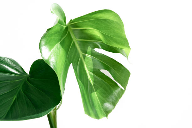 istock Real monstera leaves decorating for composition design.Tropical,botanical nature concepts ideas. 1166898952