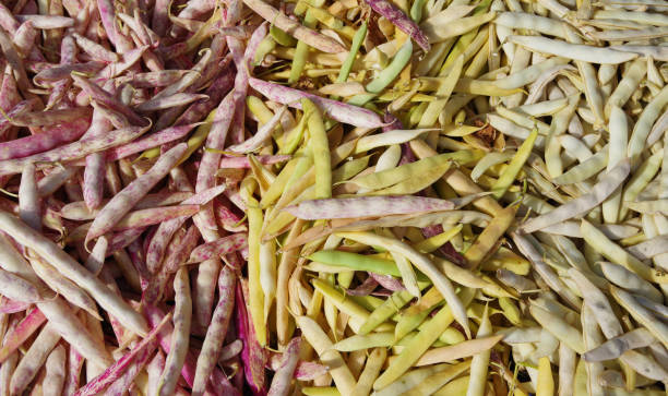 istock Variety of beans 1166898960