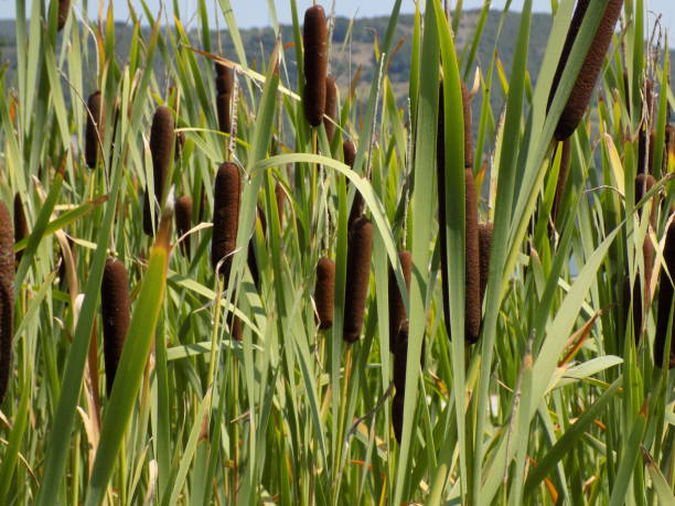 istock Field of Cattail in the bloom 1166898979