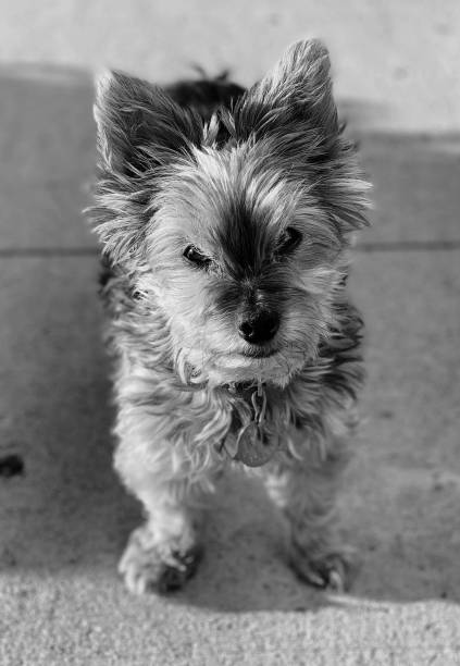 istock Yorkshire Terrier, black & white photo 1166900125