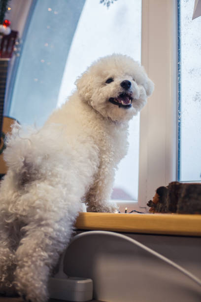 Adorable puppy standing next to a window on his back legs and looking over shoulder.