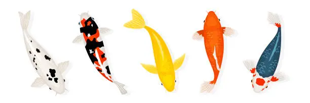 Vector illustration of Koi carp fishes vector illustration. Japanese koi fish isolated on white background