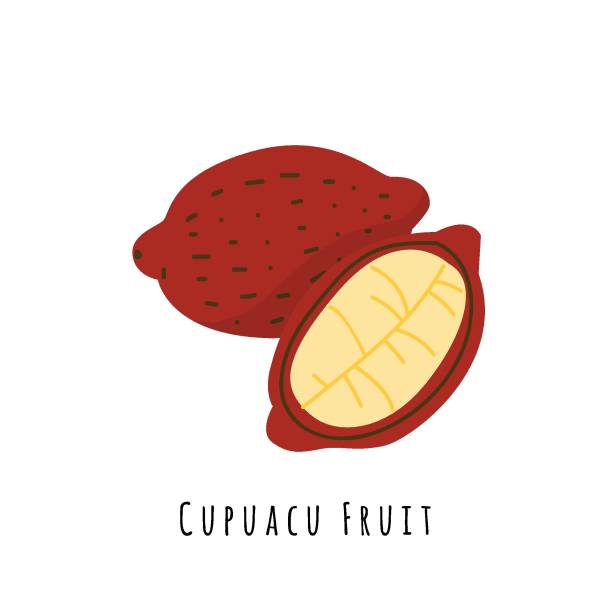 Cupuacu cacao fruit flat vector illustration Cupuacu cacao fruit flat vector illustration. Cartoon slices of exotic, tropical fresh fruit. Clipart with typography. Isolated icon for healthy cooking menu, logo design element theobroma stock illustrations