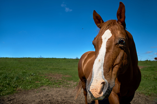 Close up portrait of a horse looking straight into the camera against a blue sky.