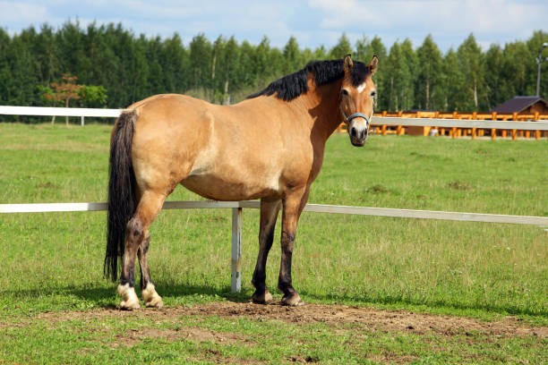 proyecto de caballo caminando en el paddock de verano - draft horse fotografías e imágenes de stock