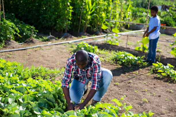 istock Friendly family works on garden beds 1166906082