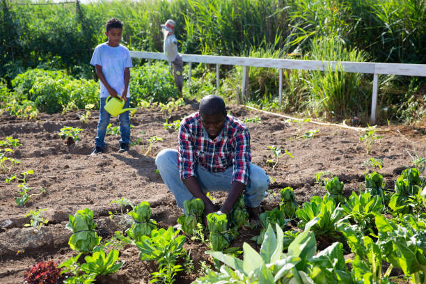 istock Friendly family works on garden beds 1166906083