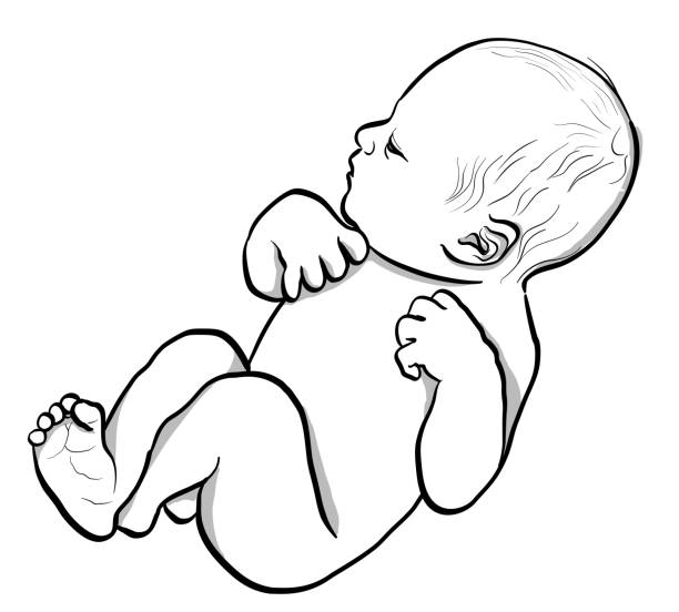 Newborn Human Sketch illustration of a newborn baby just born and without clothing baby heart rate stock illustrations