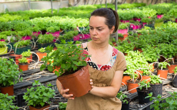 istock Young female worker arranging peppermint while gardening 1166907325