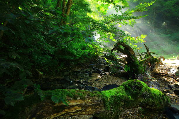 istock Akita Prefecture Summer Falls 1166914041