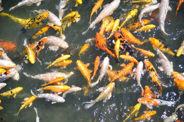 istock Colorful carps fish in the pond, Taiwan 1166918788