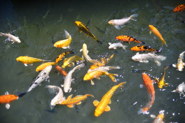 istock Colorful carps fish in the pond, Taiwan 1166918789