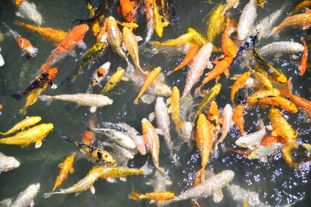 istock Colorful carps fish in the pond, Taiwan 1166918841