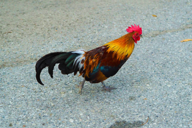 istock Bantam - Gamecocks Chicken (Alive) which leaves in household,Thailand 1166918866
