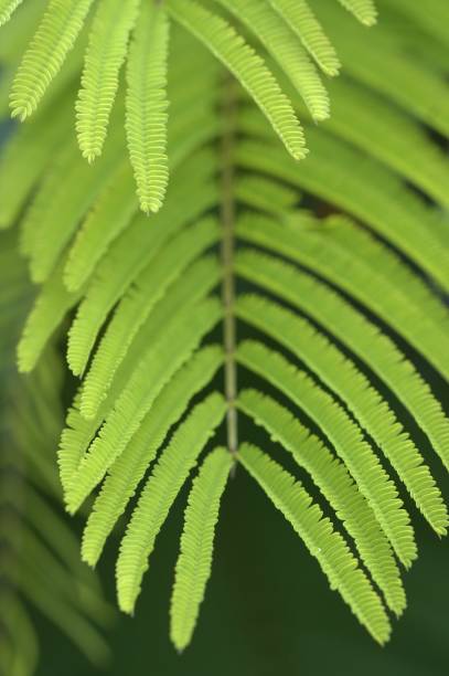 Closeup view of leaf in Kwanza Norte stock photo