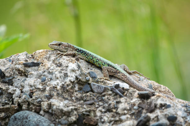 istock The lizard Lacerta viridis sits on a stone with green background 1166925283