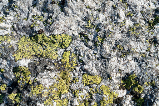 Quartz rock with lichen