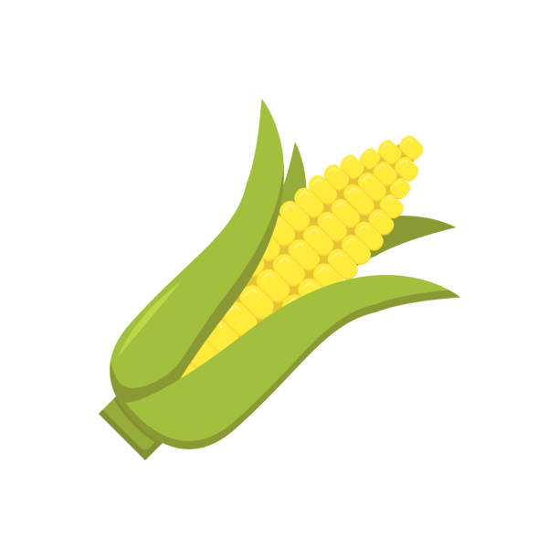 ilustraciones, imágenes clip art, dibujos animados e iconos de stock de mazorca de maíz sobre fondo blanco en plano - corn corn crop corn on the cob food