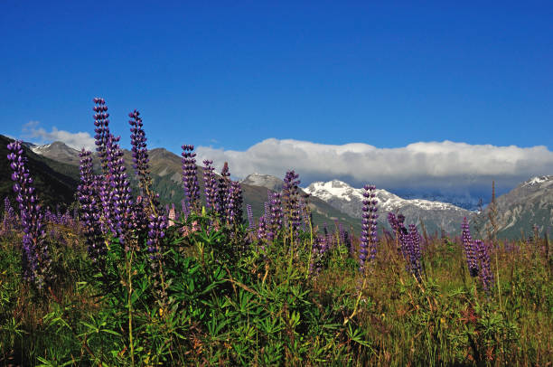 istock Waimakiri Valley in Summer 1166928439
