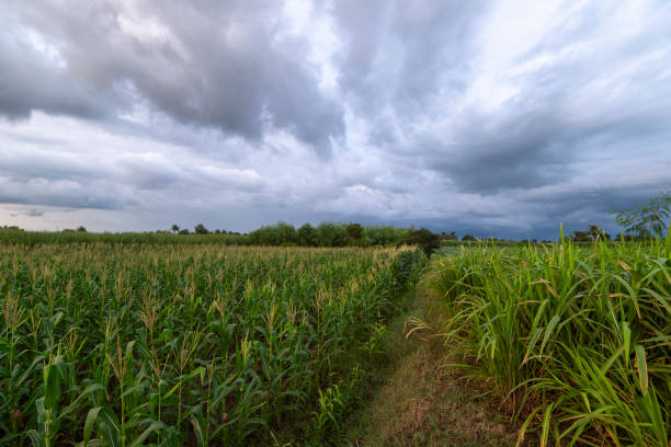 istock Paddy Fields and monsoon clouds near Junnar,Pune,Maharashtra,India 1166929774