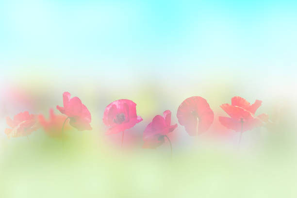 Red corn poppy flowers Papaver rhoeas field with soft style for springtime or summer. Floral abstract background.